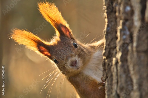Portrait Eurasisches Eichhörnchen schaut neugierig hinter einem Baum hervor, sciurus vulgaris