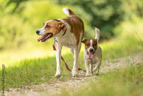 Two cute enchanting dogs are walking together without humans. Small Jack Russell Terrier doggy and a big mongrel hound