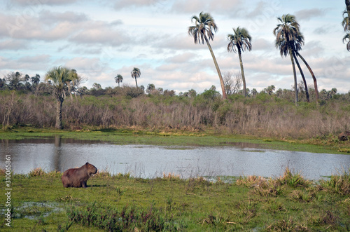 Carpincho en su habitat de conservación natural / Parque Nacional El Palmar