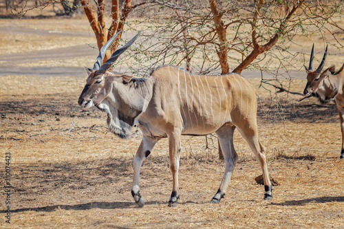 Close up photo of Giant eland, also known as the Lord Derby eland in the Bandia Reserve, Senegal. It is wildilfe photo of animal in Africa. It is the largest species of antelope.