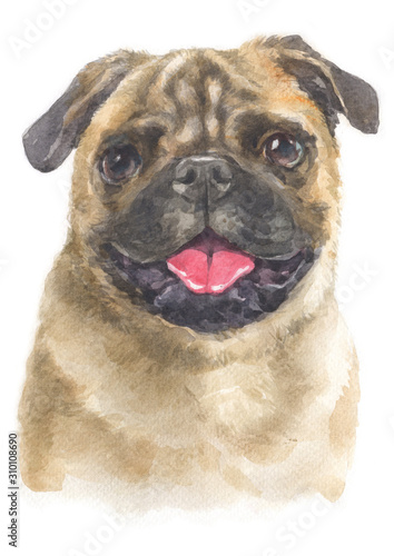 Water colour painting of Pug 099