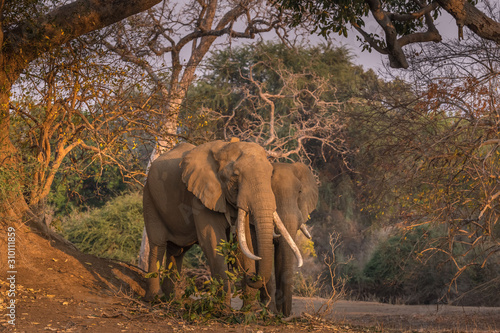 Large bull elephant - Mana Pools Zimbabwe