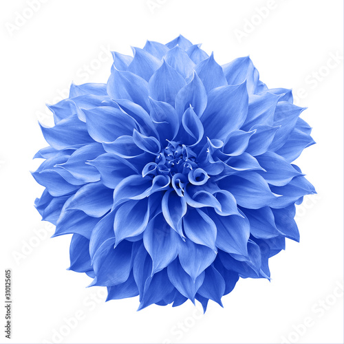 Blue Dahlia flower the tuberous garden plant isolated on white background with clipping path, blue Dahlia is a symbol of a new beginning and a new chapter.