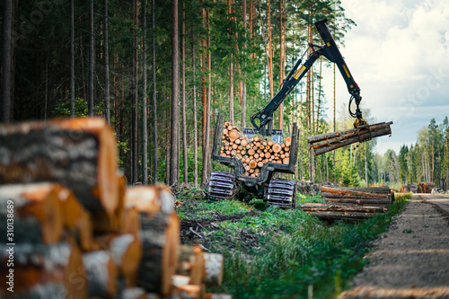 Forestry forwarder is loading logs in a pile in forest