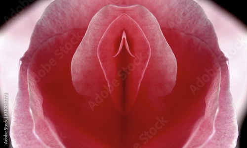 sex, pussy, vulva, clitoris, vagina, stock photo, coitus, fuck, glans, cocoon, Orgasm, love, spring, bloom, petal, Erotic rose flower, Flower imitating the female sex , visual metaphor of sex,