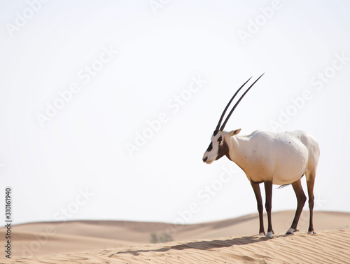  Arabian oryx walking in the desert dunes in the Middle East.