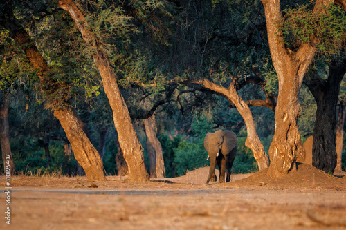 Male elephant in the dry season in the forest of high trees in Mana Pools National Park in Zimbabwe