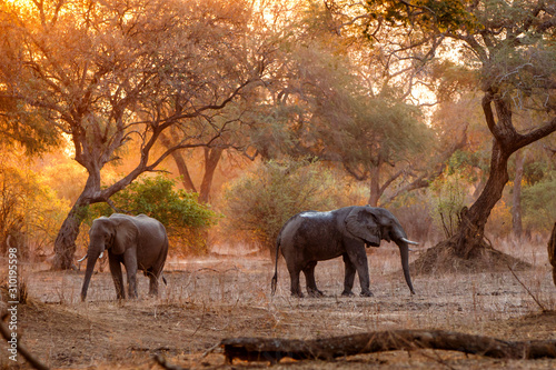 le elephant at sunset in the dry season in the forest of high trees in Mana Pools National Park in Zimbabwe