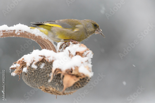 European greenfinch under unexpected snowfall (Chloris chloris)