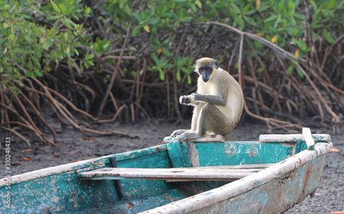 singe dans les bolongs