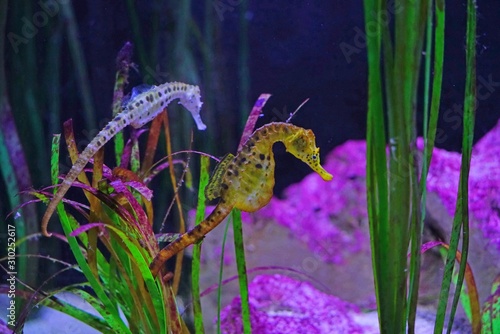 View of a seahorse (hippocampus) under water