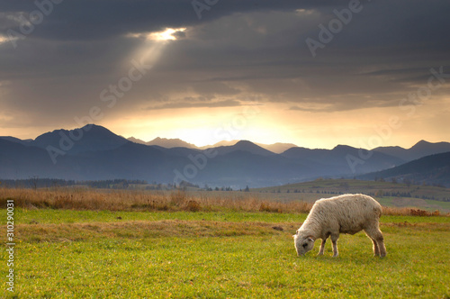 Owca - widok na Tatry - Kominiarski Wierch - zachód słońca