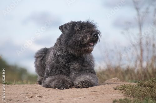 flanders bouvier dog on a hill against the sky