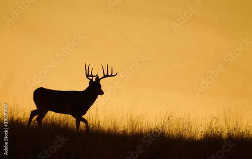 Silhouette of a Whitetail Deer Buck walking along a ridge top at sunset