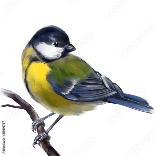 bird titmouse on a branch, art illustration painted with watercolors isolated on white background