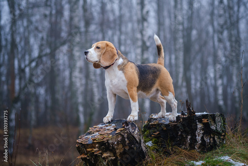 funny dog breed Beagle for a walk in the winter Park in a thick fog. portrait of a Beagle on a landscape background