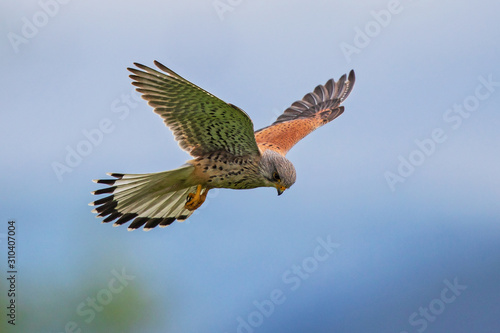 Common Kestrel (Falco tinnunculus) male flying close-up, Baden-Wuerttemberg, Germany