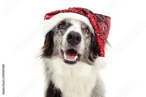 dog christmas wearing red santa claus hat. happy expression. Isolated on white background.