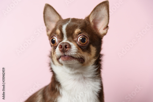 Surprised brown mexican chihuahua dog on pink background. Dog looks left. Copy Space