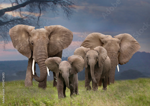 Afrikanische Elefant (Loxodonta africana) Gruppe mit Jungtieren, Amboseli Nationalpark, Kenia, Ostafrika