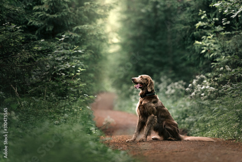 long haired weimaraner dog sitting in the forest in summer