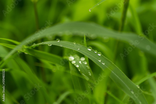 dew on grass background