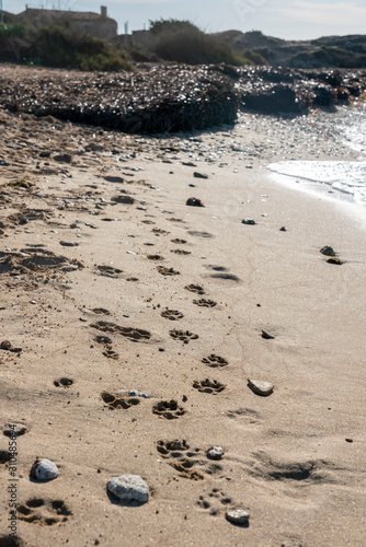 Several dog tracks in the sand, in a beach seashore in Majorca. Can Curt beach, Ses Salines, Colonia de Sant Jordi.
