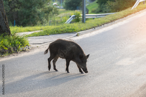 Wild boar walk on the street in the city and looks for food.