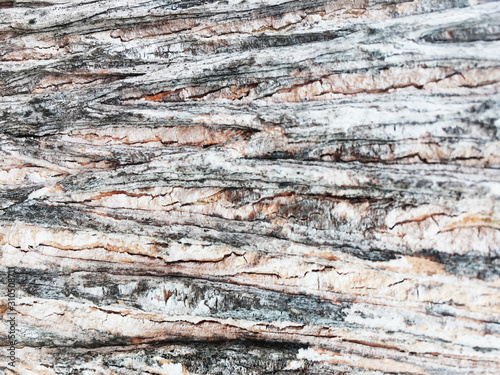 dry tree bark texture background