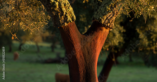 Quercus suber