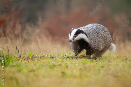 European badger walking on green grass. Meles meles