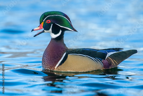 Wood Duck Drake in the water