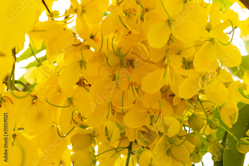 close up yellow Golden shower ,Cassia fistula flower