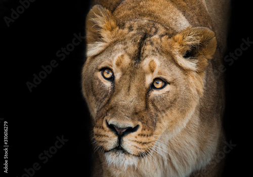  Calm confidence snow background. predatory interest of big cat portrait of a muzzle of a curious peppy lioness close-up
