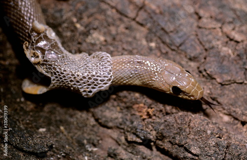 Moulting in the snake. 