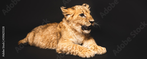 cute lion cub lying isolated on black, panoramic shot