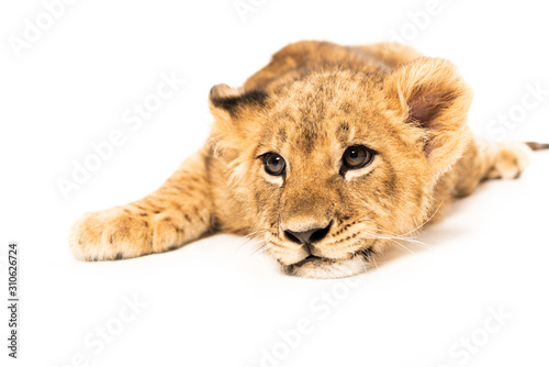 Lion cub lying isolated on white