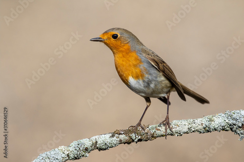European robin, (Erithacus rubecula), side view on a branch with a blurred background