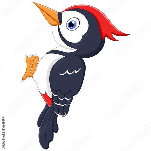 A woodpecker bird cartoon isolated on white background
