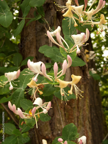 Lonicera caprifolium