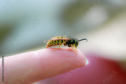 small dangerous insect wasp stings a man's finger with a sharp needle in a summer garden