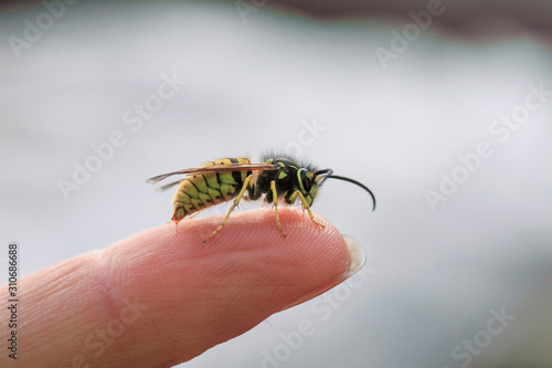  small striped dangerous insect wasp stings a man's finger with a sharp needle in a summer garden