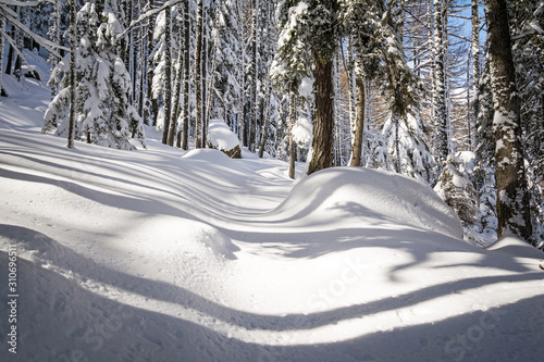 winter snowy forest landscape in a beautiful sunny day. Gran Paradiso National Park, Italy