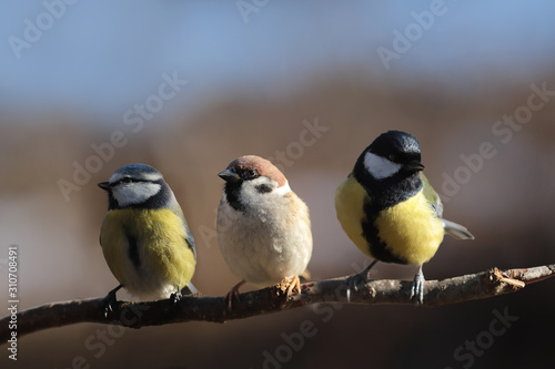Great tit, sparrow and little lazarevka on one branch on a blurry background of uncertain color