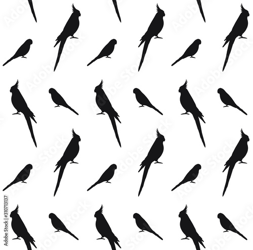 Vector seamless pattern of black budgie and cockatiel parrot silhouette isolated on white background