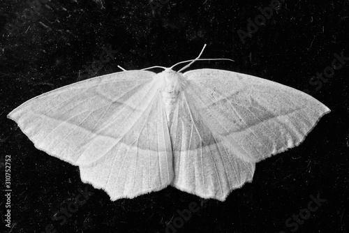 Monochrome image of Common White Wave moth in Canada