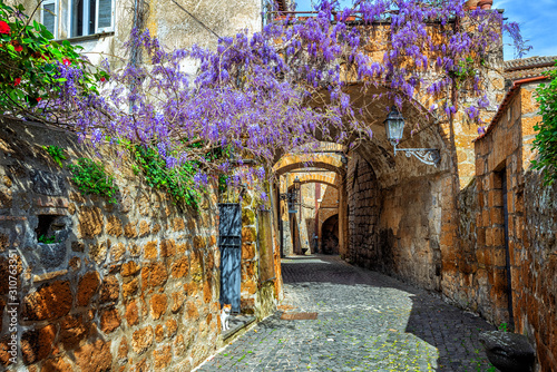 Blooming wisteria flowers in historical Orvieto Old town, Italy