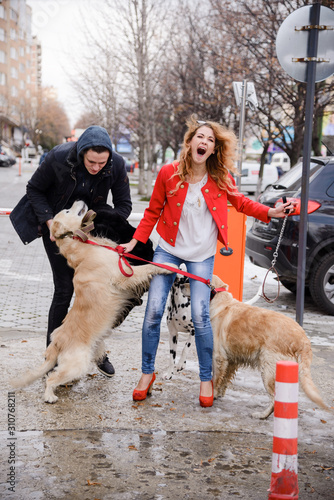 Cute young woman walking with Dalmatian dog and Golden Retriever. Woman on high heel leads three dogs on winter streets. Naughty dogs pull the leash. Problem with dogs training and discipline
