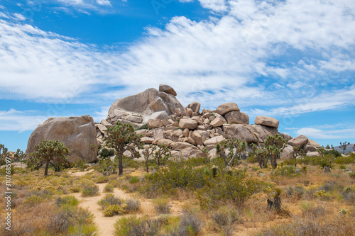 Joshua Trees in Joshua Tree National Park near Yucca Valley, California CA, USA.