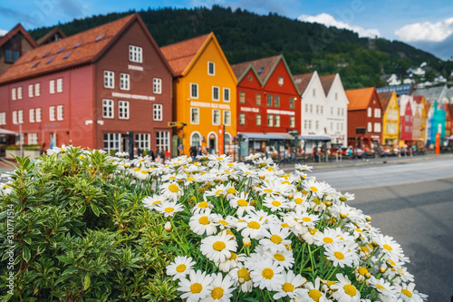 Multicolored flowers growing at the Bryggen - Hanseatic wharf in Bergen, Norway.